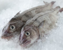 Fresh raw whole haddock fish